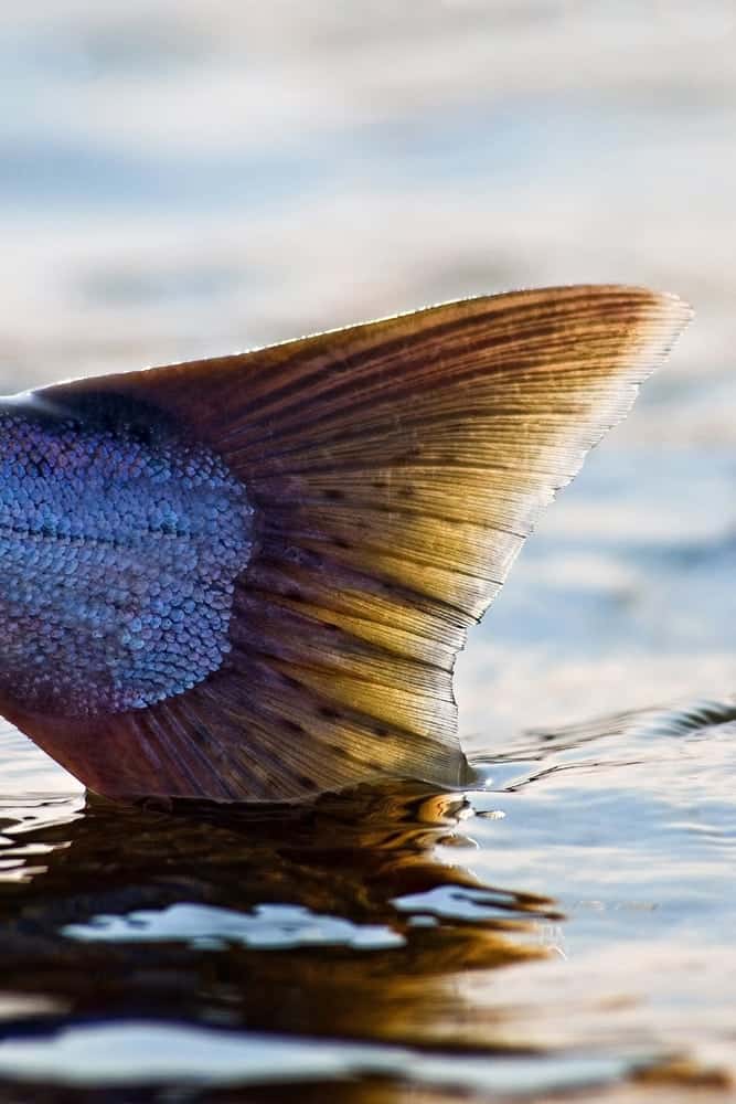 Trip Expectations on Your Alaska Fishing Adventure