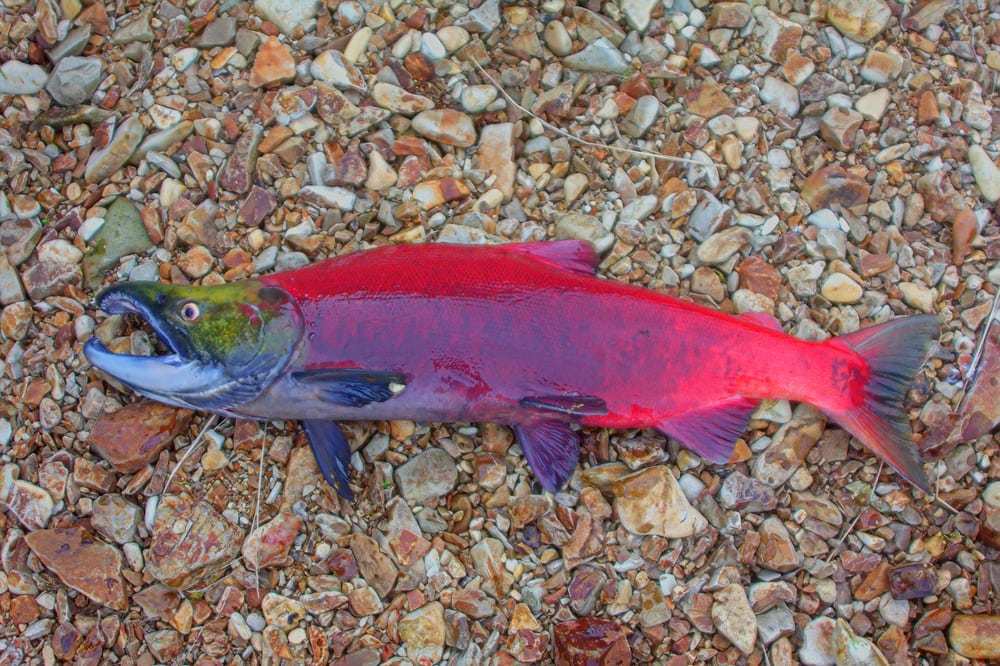 Alaskan King Salmon Adventures Species Nushagak River Adventures 9006