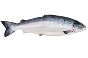 alaska king salmon adventures