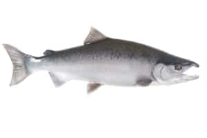 alaska king salmon adventures