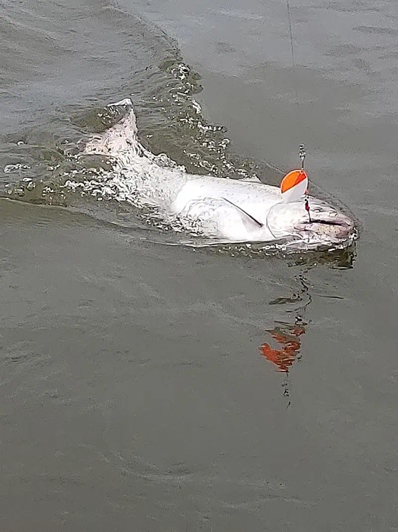 fish-nush-photo (16)