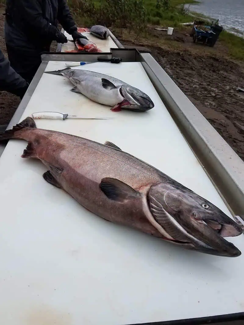 fish-nush-photo (24)