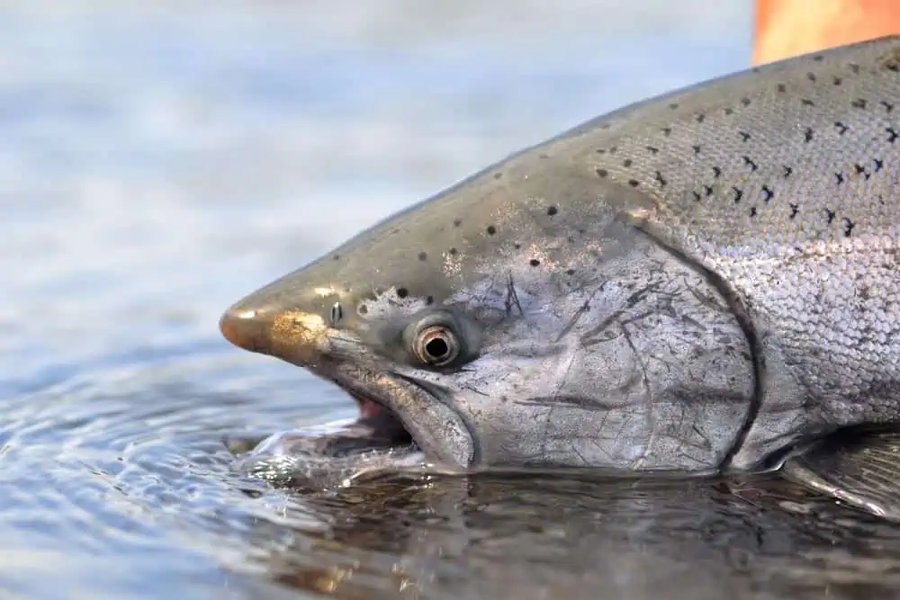nushagak river salmon fishing