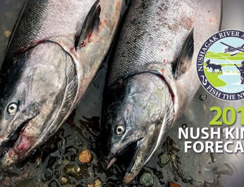 Nushagak Fishing Report 2019 Kings