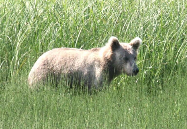 Brown bear walking through tall green grass