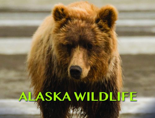Alaska Wildlife