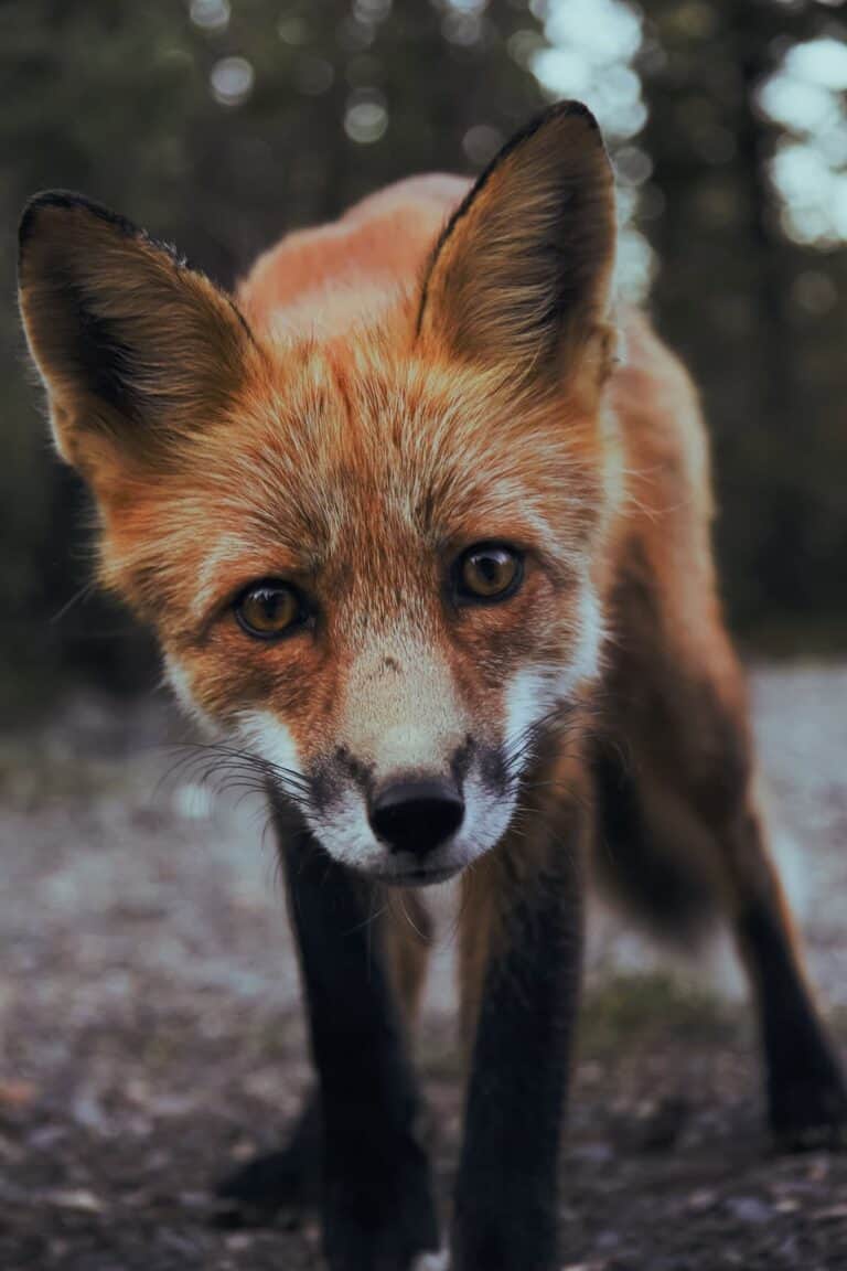 Red fox standing on the ground looking toward the camera
