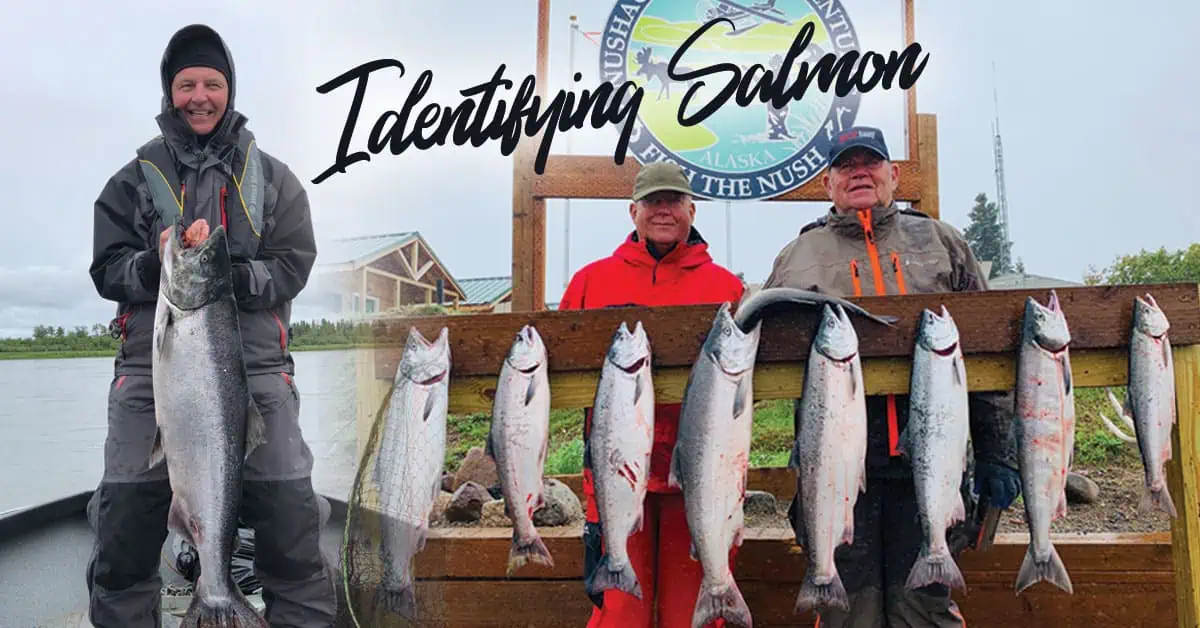Types of Salmon: How to tell the difference