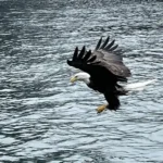 coho salmon fishing lodge