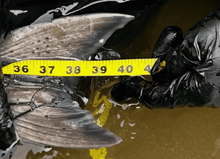 Nushagak Fishing Report: Kings and Sockeye 2025 pike in alaska