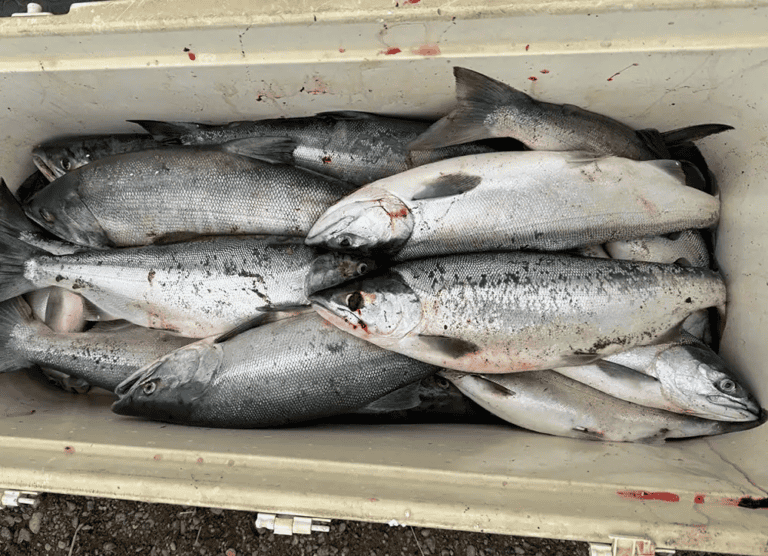 Nushagak Fishing Report: Kings and Sockeye 2025 king salmon alaska lodging