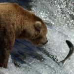 nushagak river king salmon