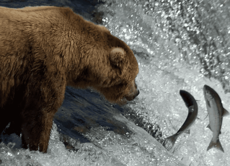 Nushagak Fishing Report: Kings and Sockeye 2025 nushagak river king salmon