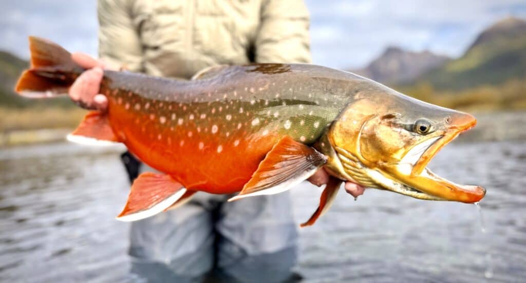 Brightly colored fish caught fishing