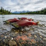 From Ocean to Nushagak: Understanding the King Salmon Life Cycle