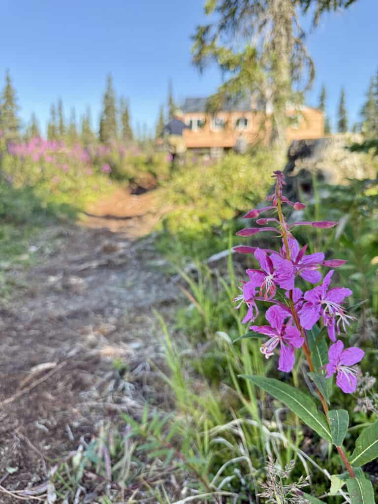Purple wildflower near mountain lodge.