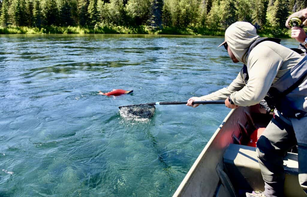 Fishing net scooping bright red fish